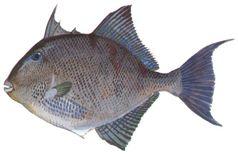 Grey Triggerfish